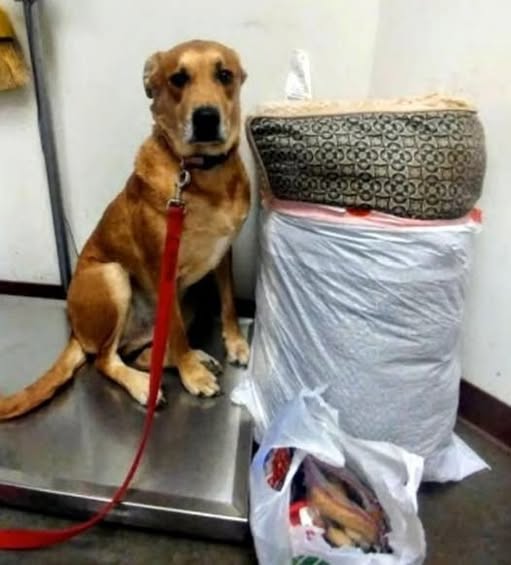 Dog Surrendered To Shelter With His Bed And All His Toys