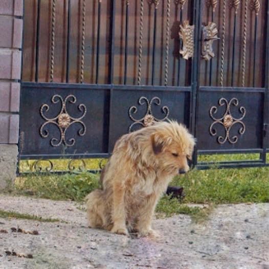 From Abandoned to Adored: Oscar’s Heartwarming Journey to a Forever Home